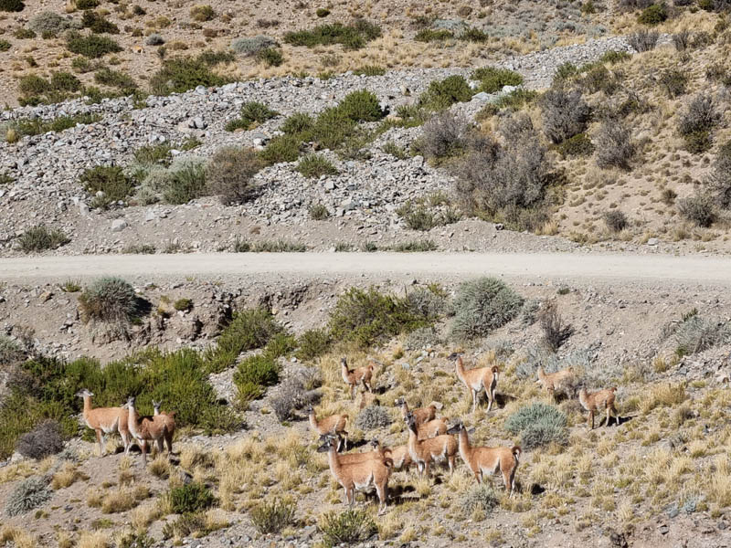 Troupeau de guanacos