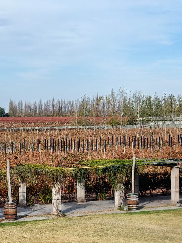 Bodega Domiciano