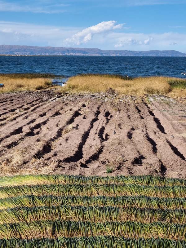 Plantations au bord du lac Titicaca