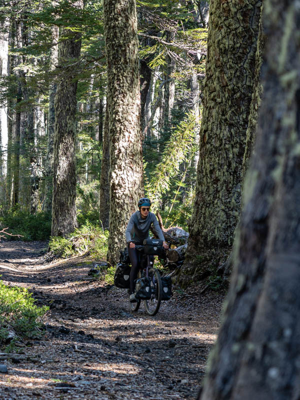 A vélo entre les arbres