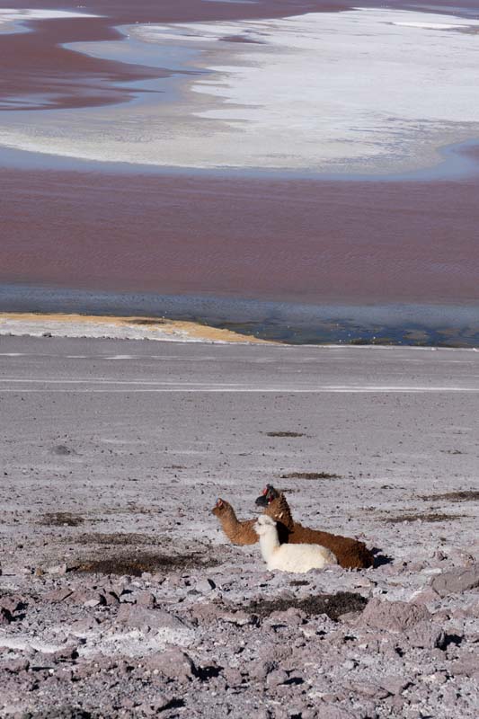 Laguna Colorada