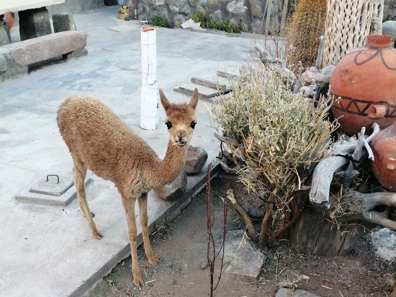 Cusco le bébé vigogne