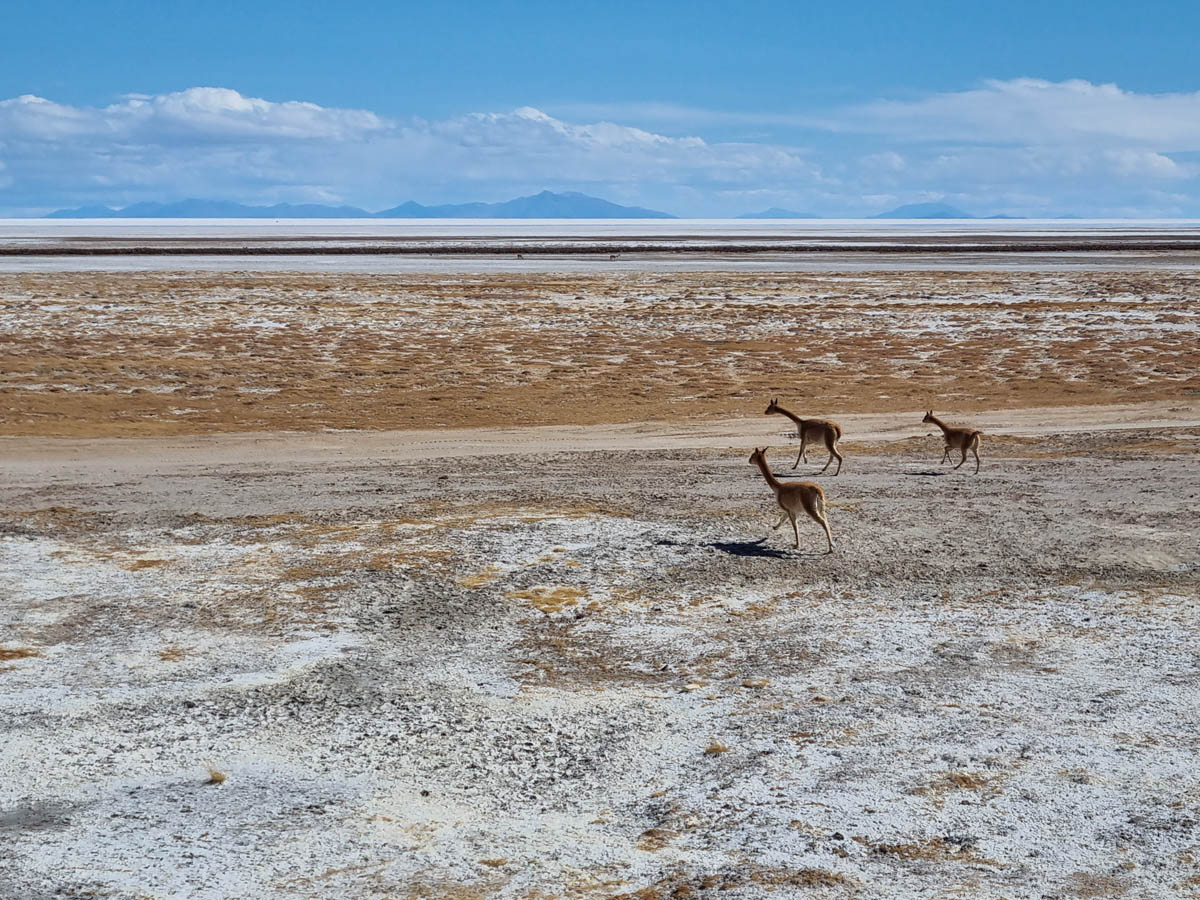 B107: Uyuni -> Colchani